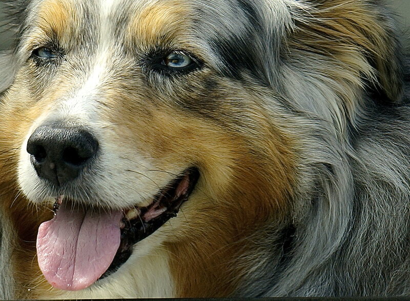 Blue-eyed Dog — Gray