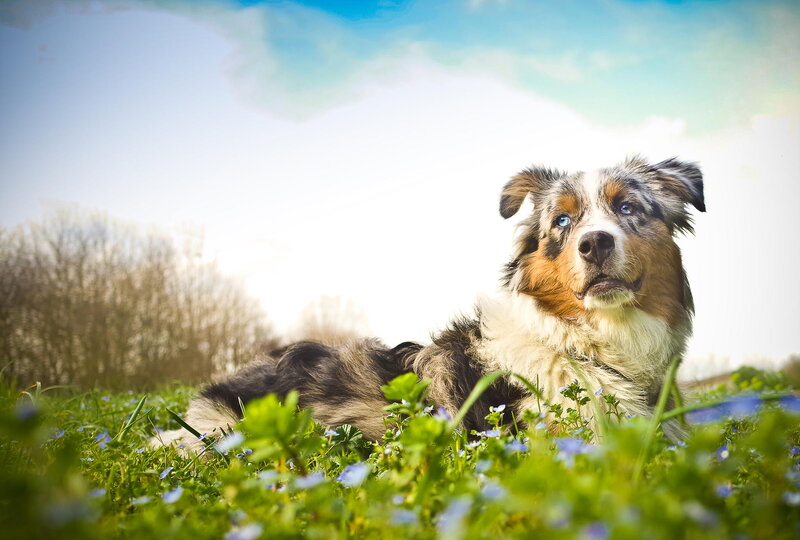 Blue-eyed Dog in Grass