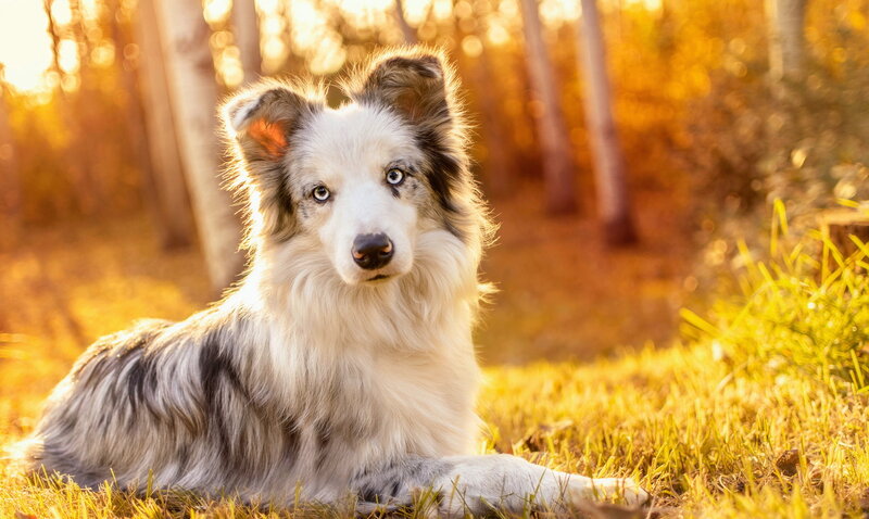 Blue-eyed Dog in Grass — Yellow