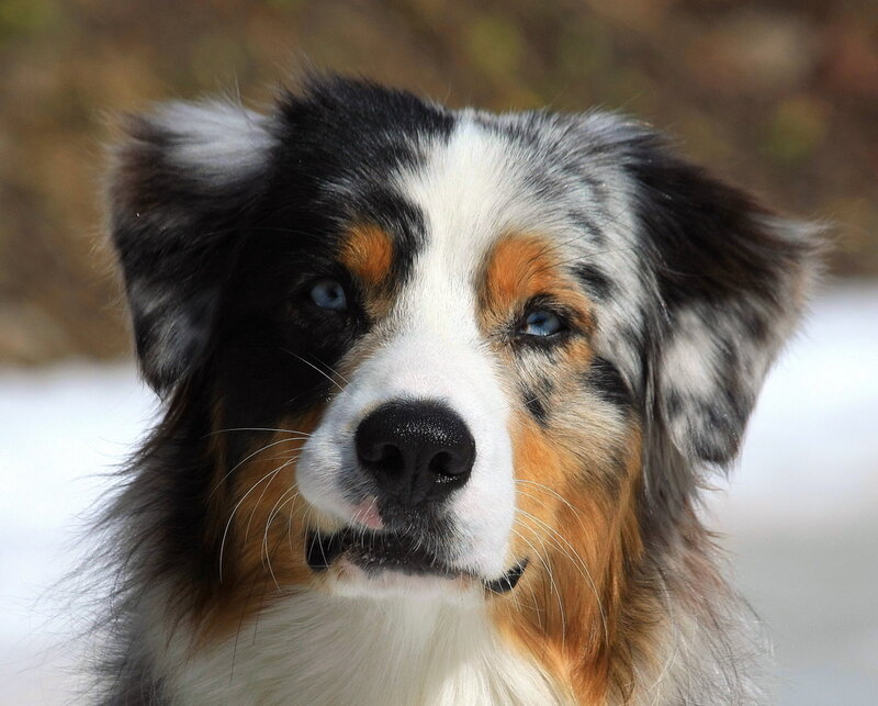 Blue-eyed Dog in Snow