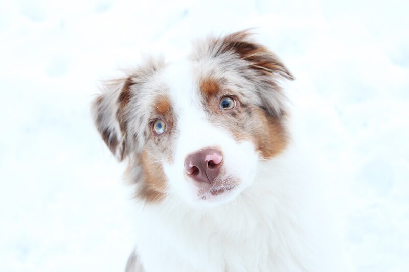 Blue-eyed Dog in Snow — White