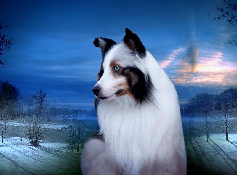Blue-eyed Dog in Winter