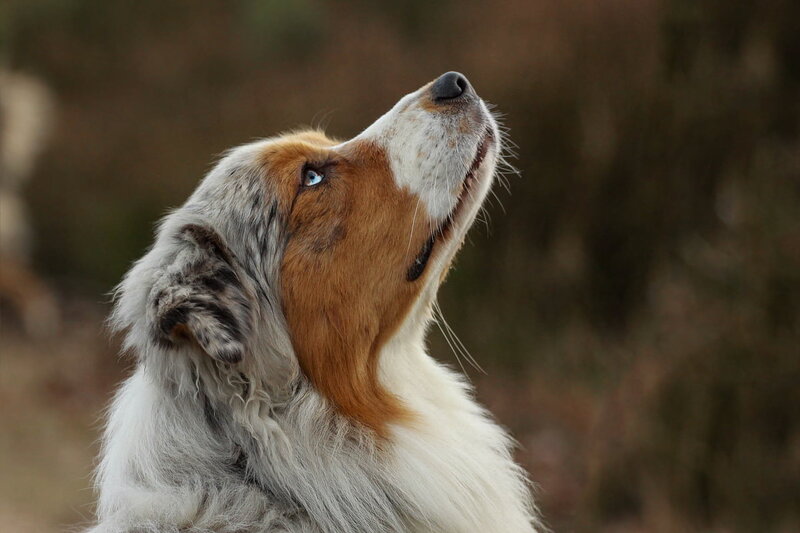 Blue-eyed Dog Looking Up — White