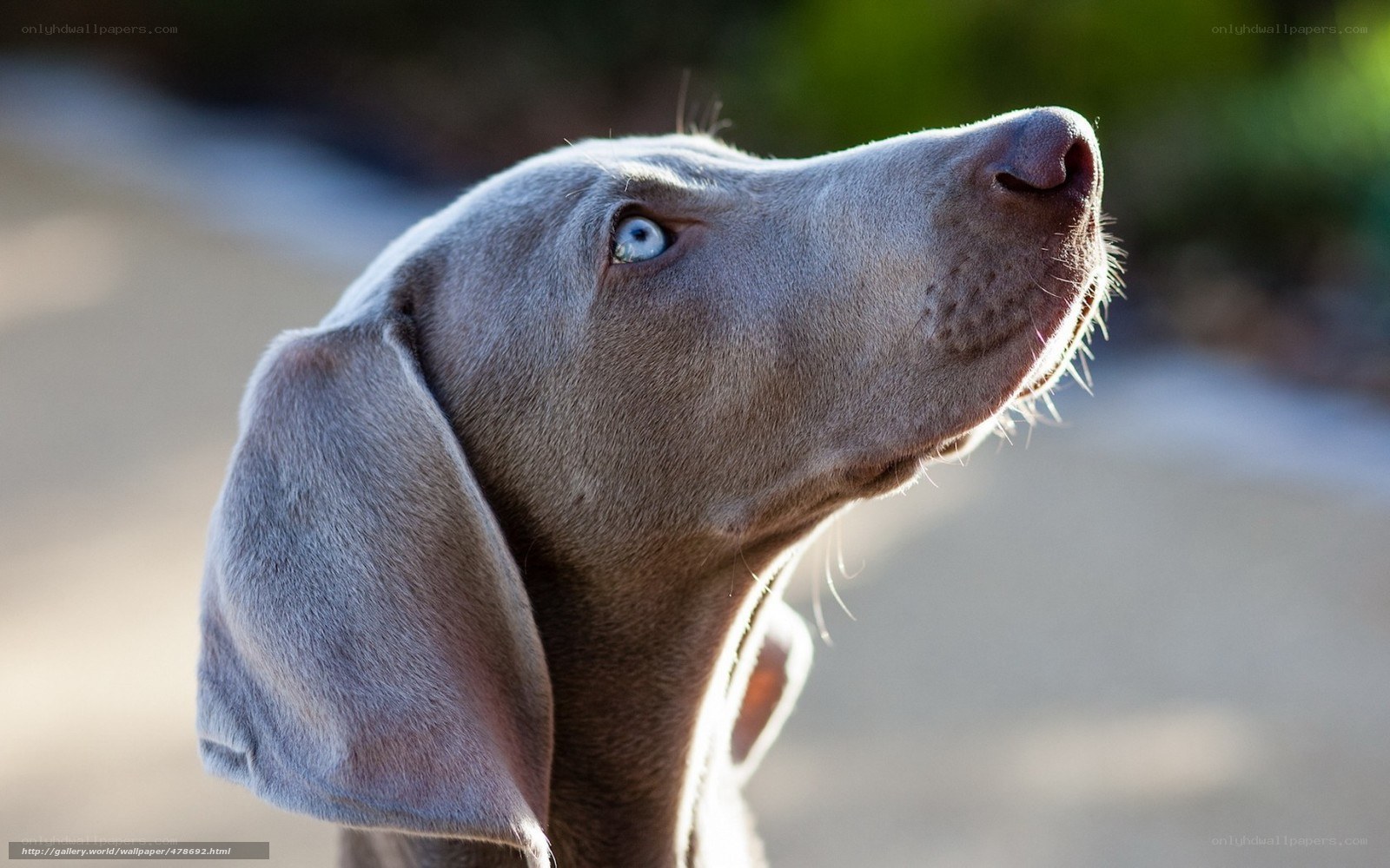 blue-eyed dog looking up
