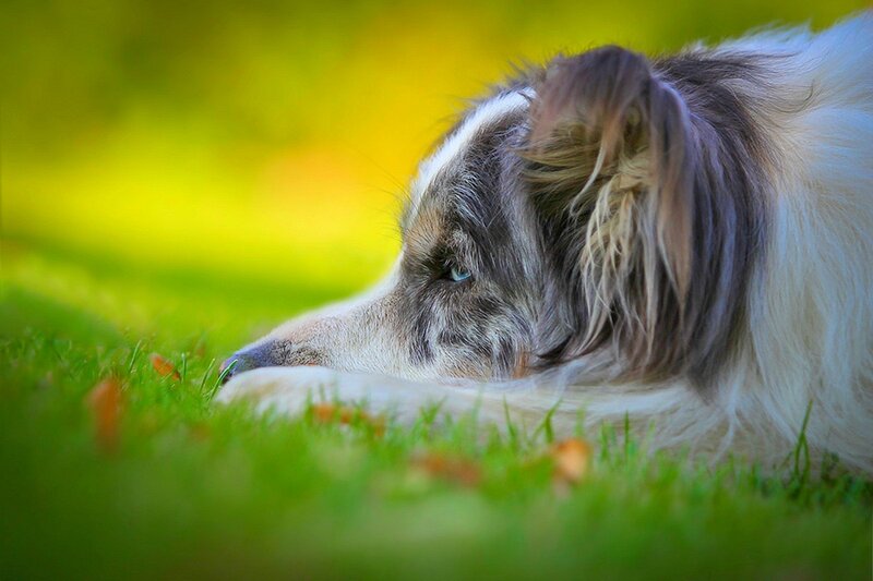 Blue-eyed Dog Lying
