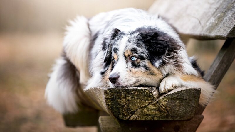 Blue-eyed Dog on Bench