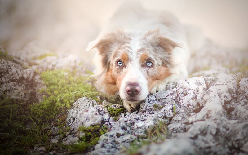 Blue-eyed Dog on Rocks