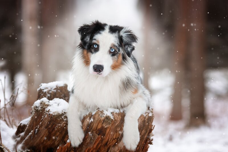 Blue-eyed Dog on Stump