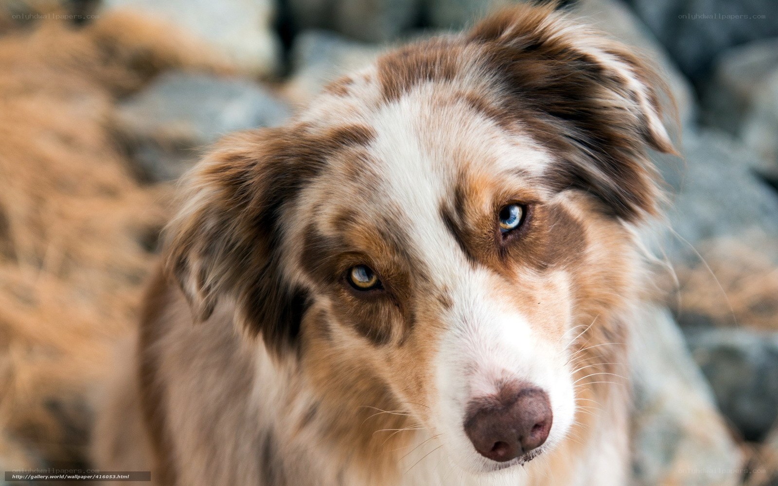 blue-eyed dog portrait