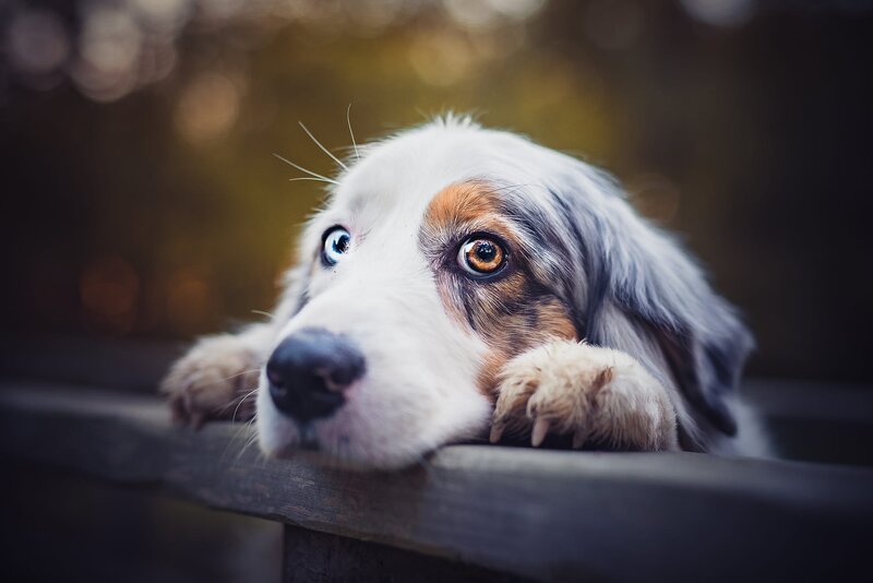 Blue-eyed Dog Puppy