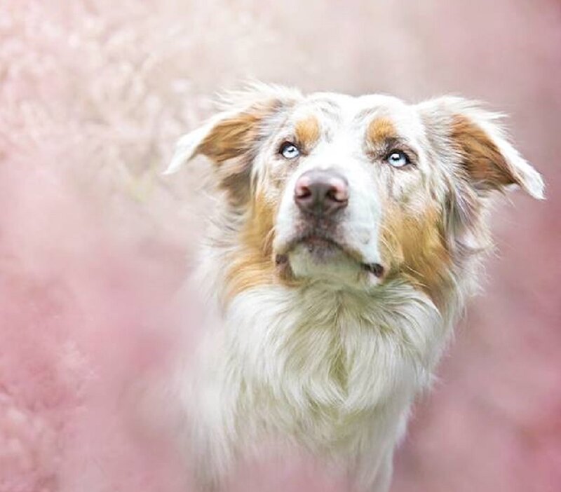 Blue-eyed Dog — White