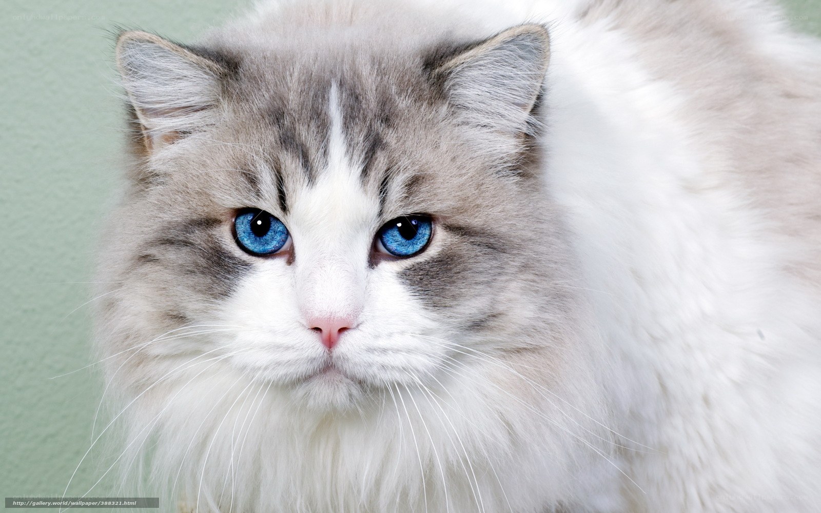 blue-eyed fluffy cat