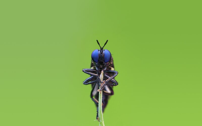 blue-eyed fly on a stem