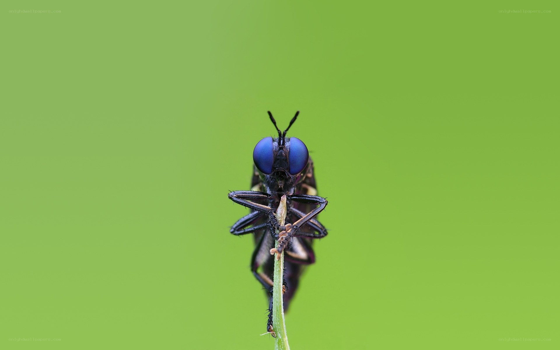 blue-eyed fly on a stem