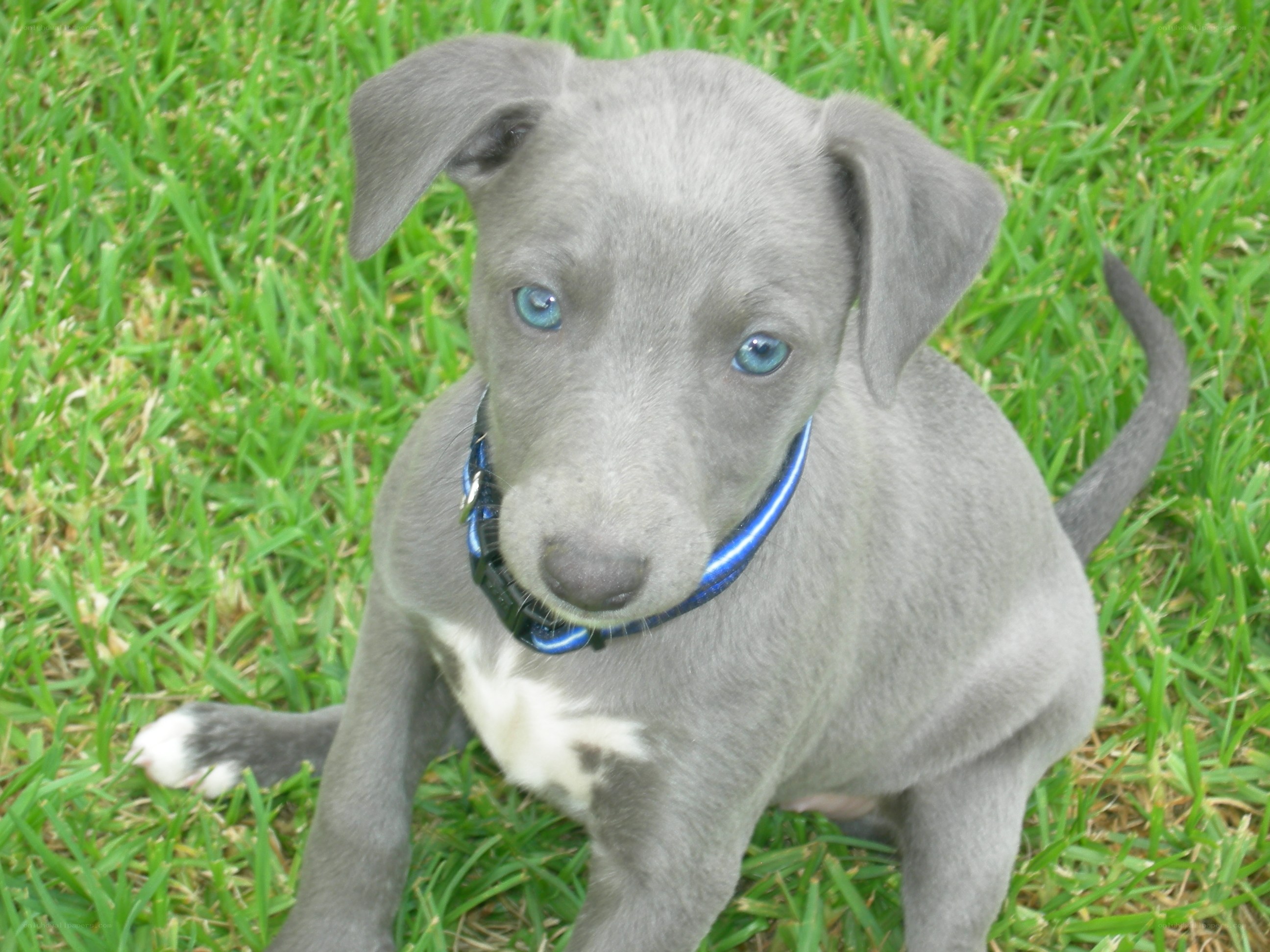 blue-eyed grey puppy