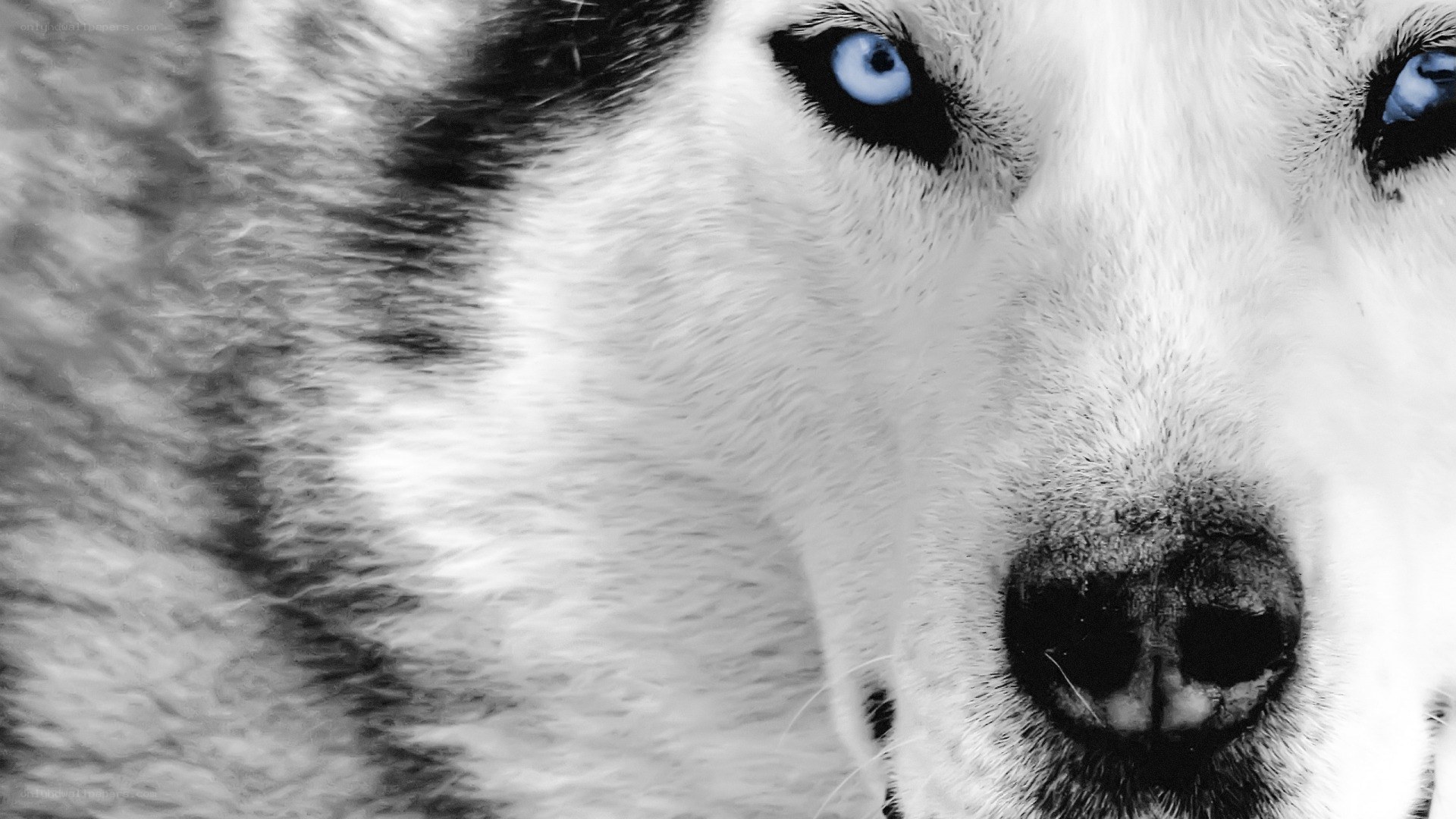blue-eyed husky close-up