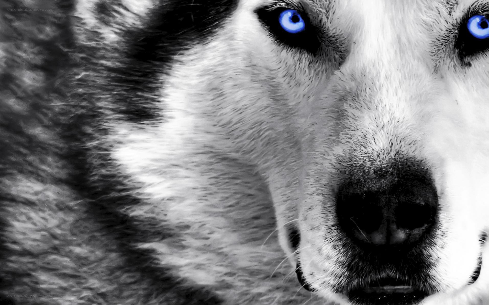 blue-eyed husky dog