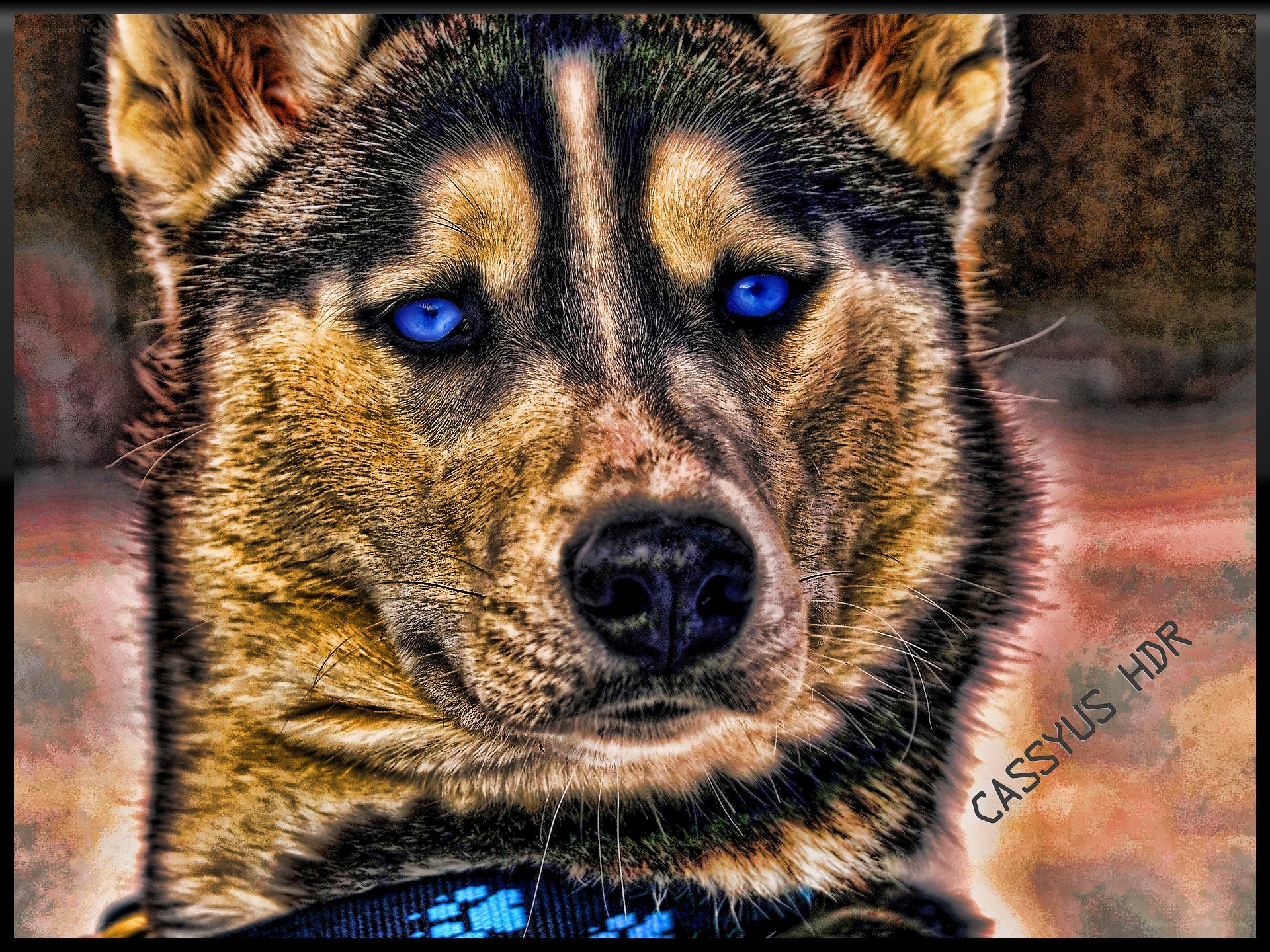 blue-eyed husky dog portrait