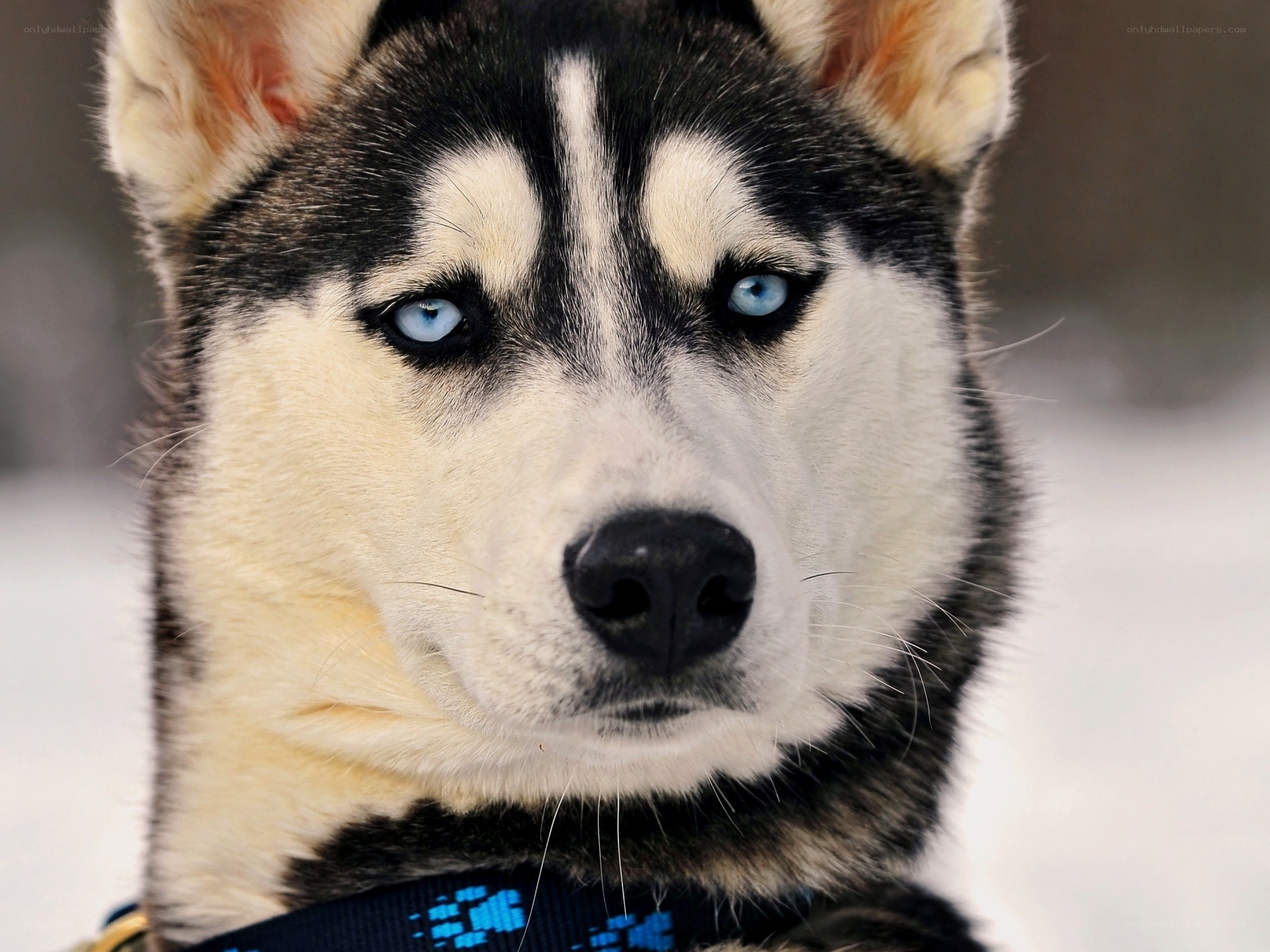 blue-eyed husky dog