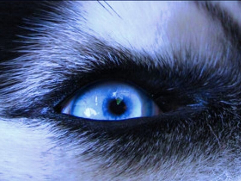 Blue-eyed Husky Eye