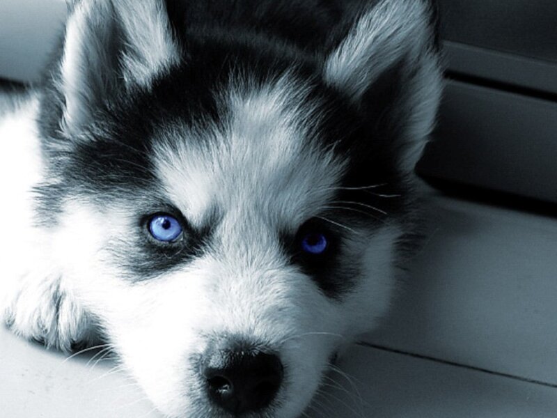 blue-eyed husky puppy