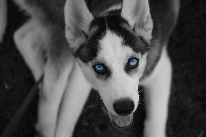 blue-eyed husky puppy