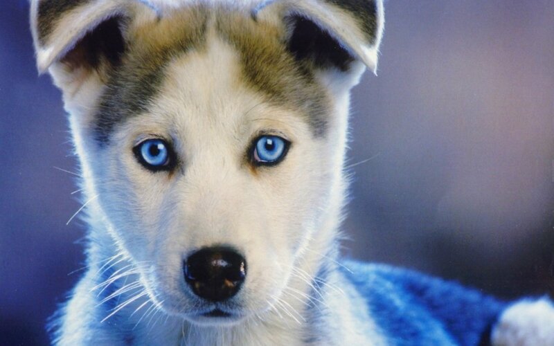 blue-eyed husky puppy