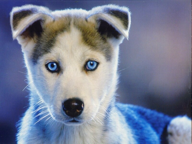 blue-eyed husky puppy