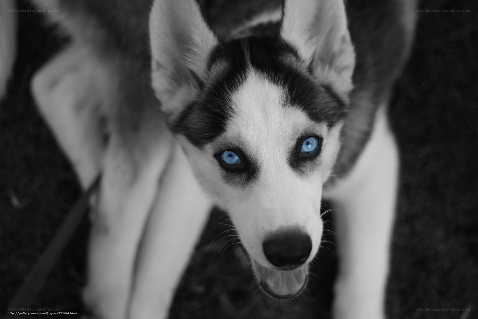 blue-eyed husky puppy