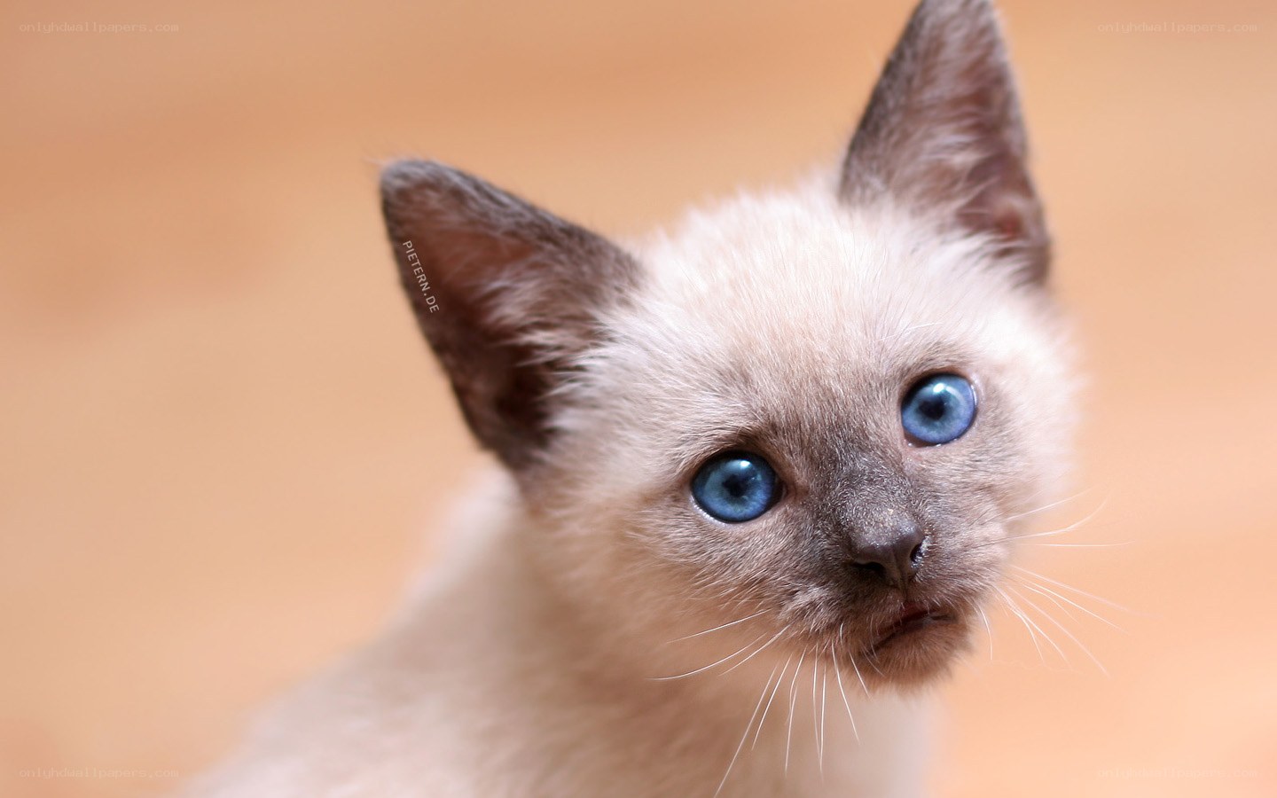 blue-eyed kitten close-up