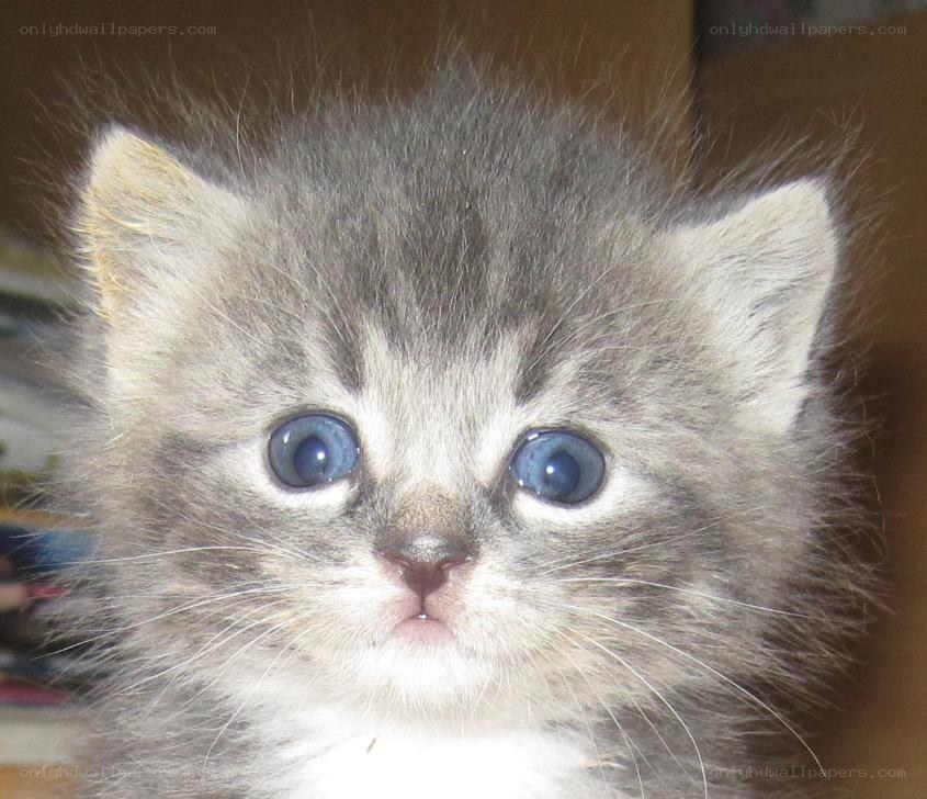 blue-eyed kitten close-up