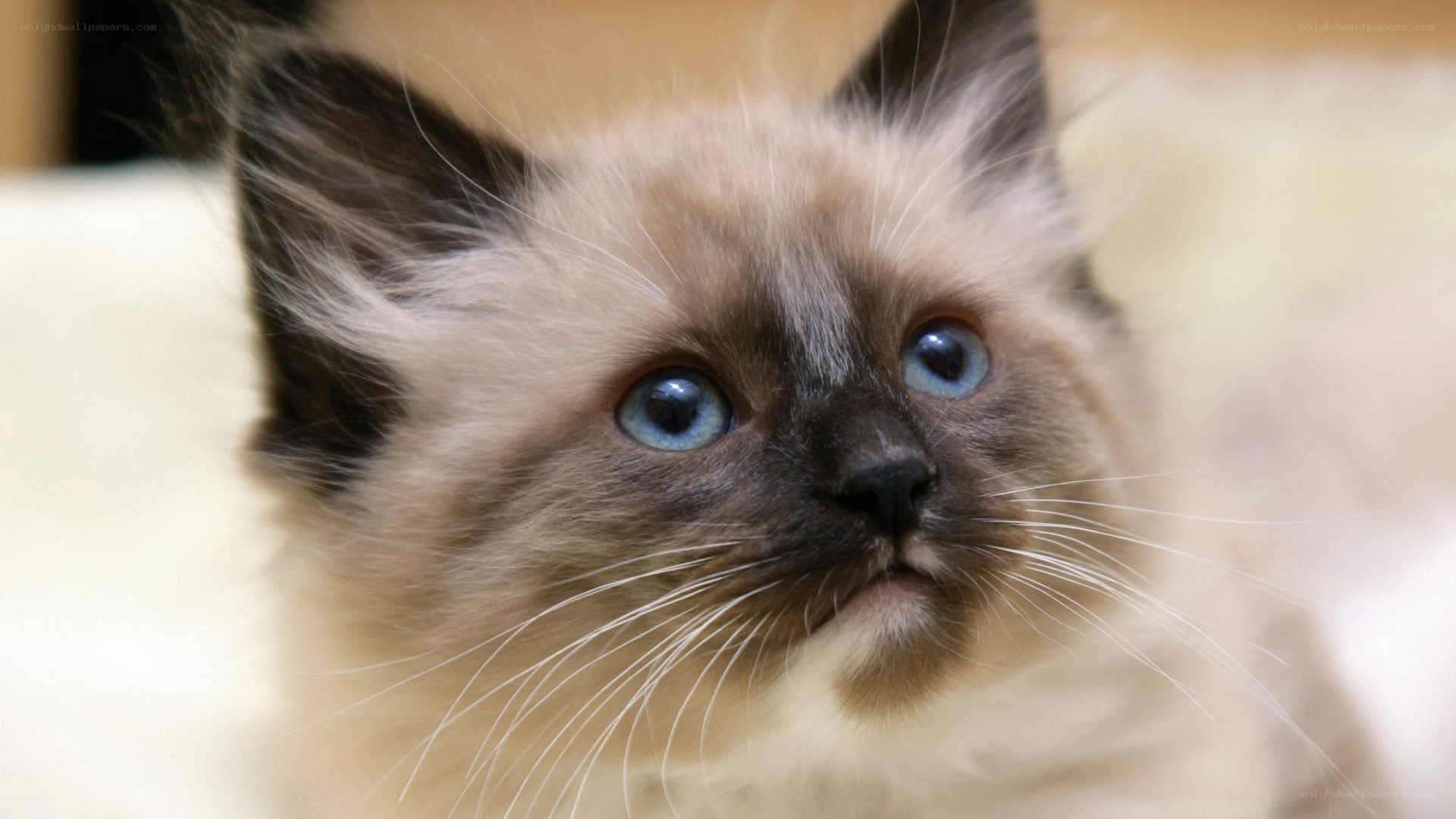blue-eyed kitten close-up