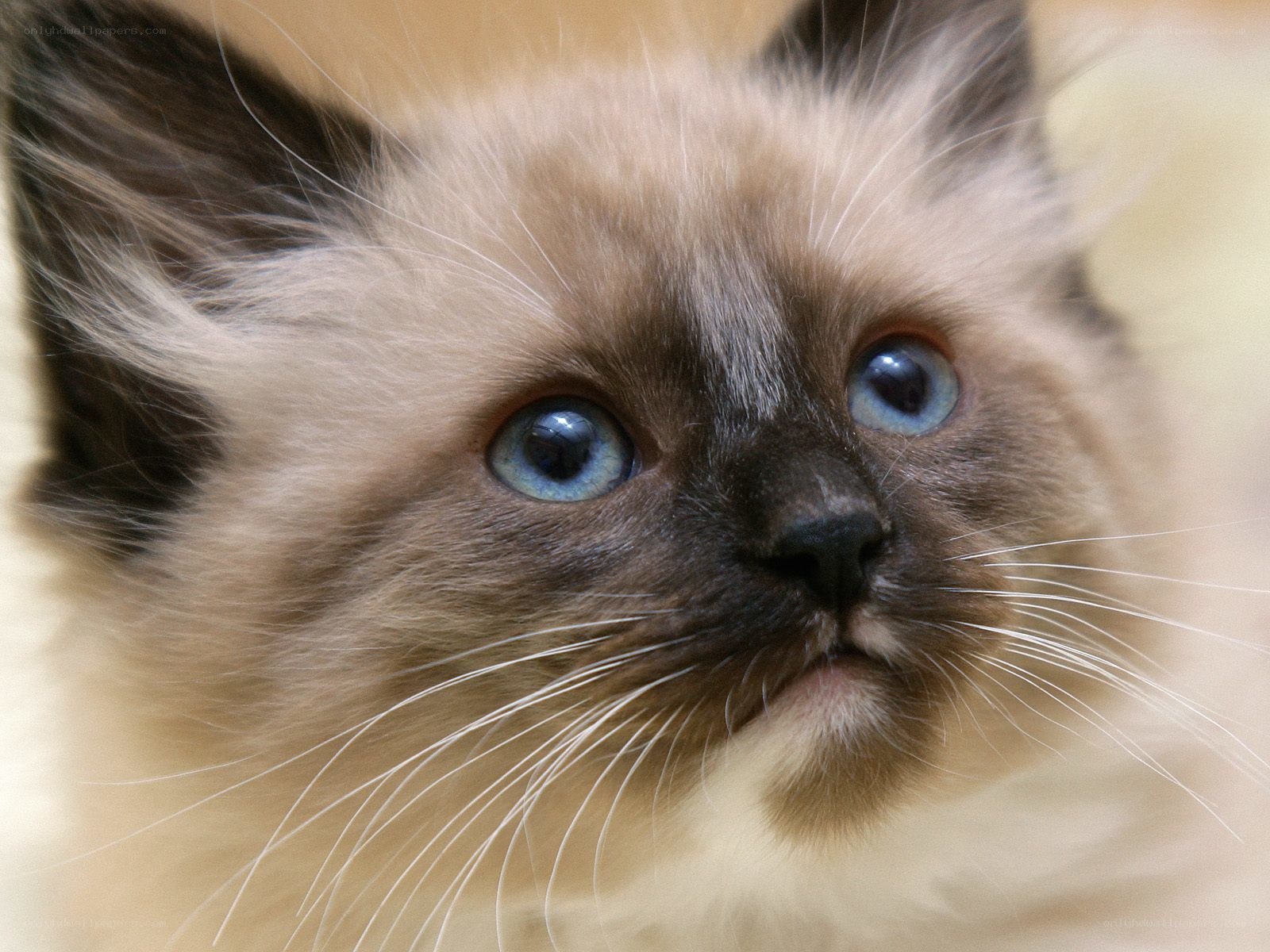 blue-eyed kitten close-up