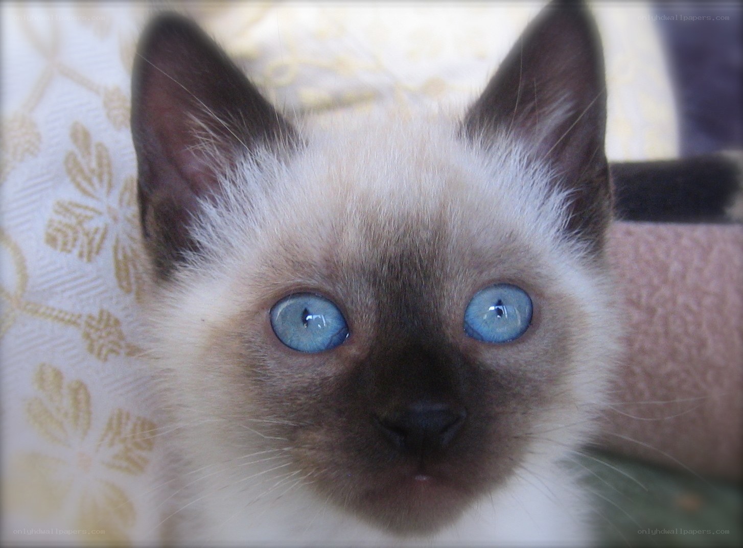 blue-eyed kitten close-up
