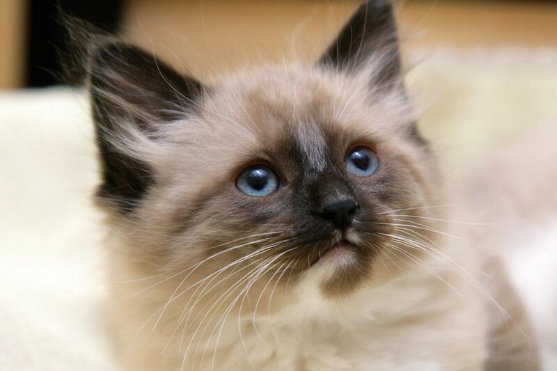 blue-eyed kitten close-up