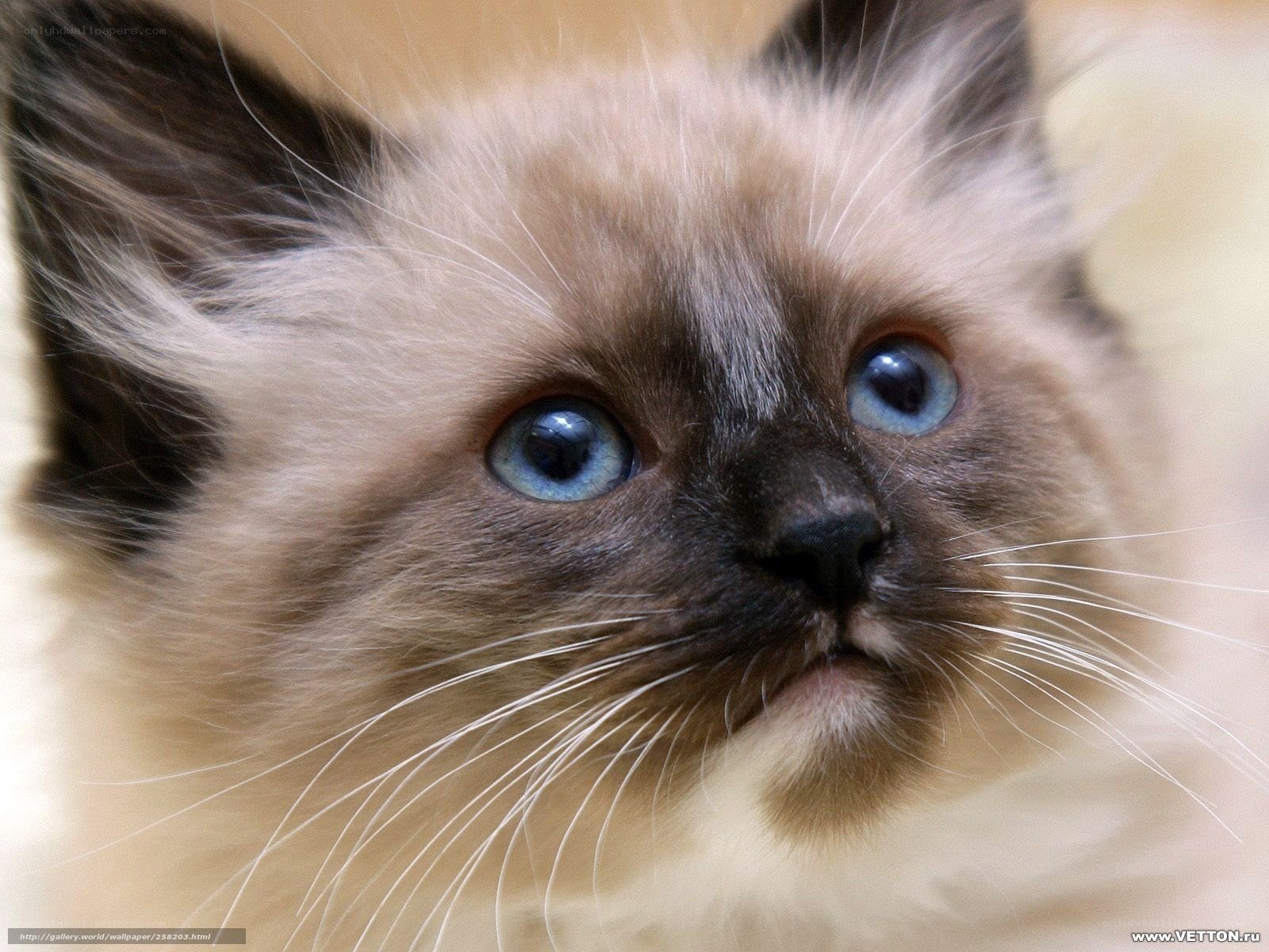 blue-eyed kitten close-up