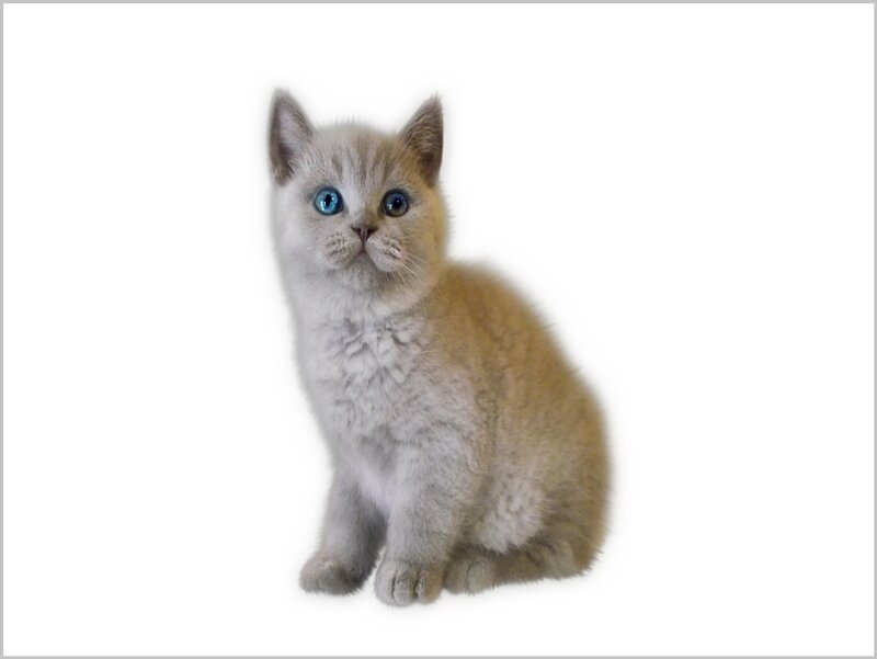 Blue-eyed Kitten — Gray, Innocent