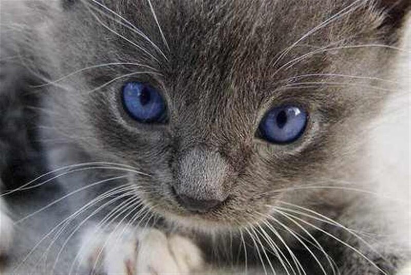 Blue-eyed Kitten — Gray
