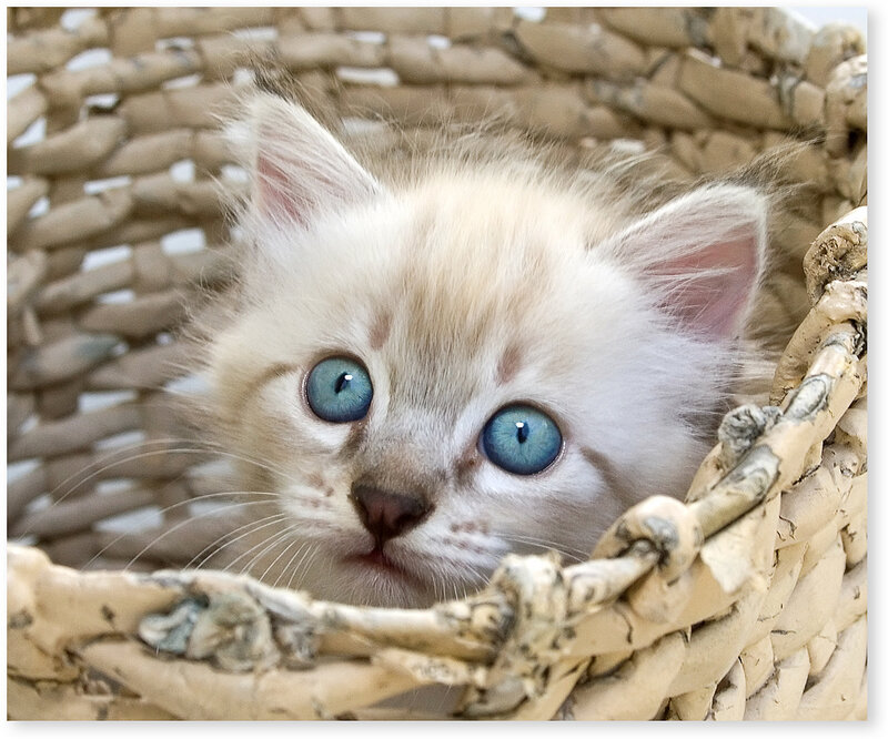 Blue-eyed Kitten in Basket