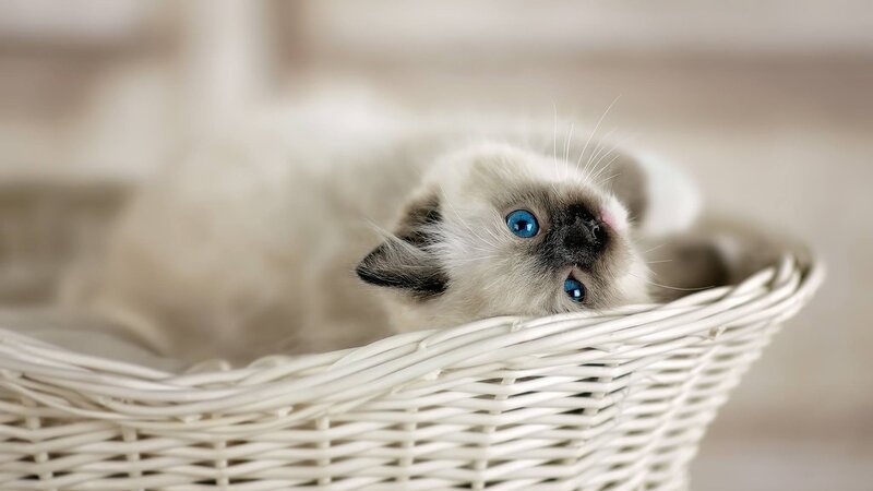 Blue-eyed Kitten in Basket — White