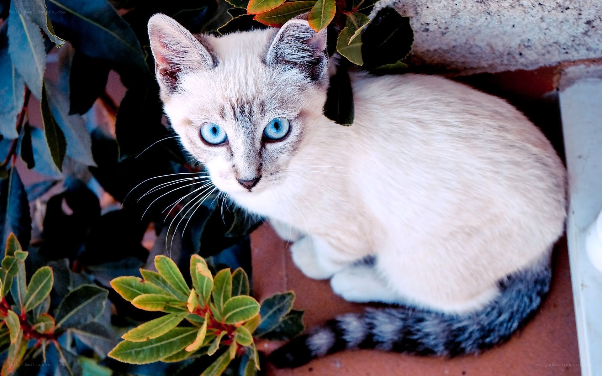 blue-eyed kitten in foliage