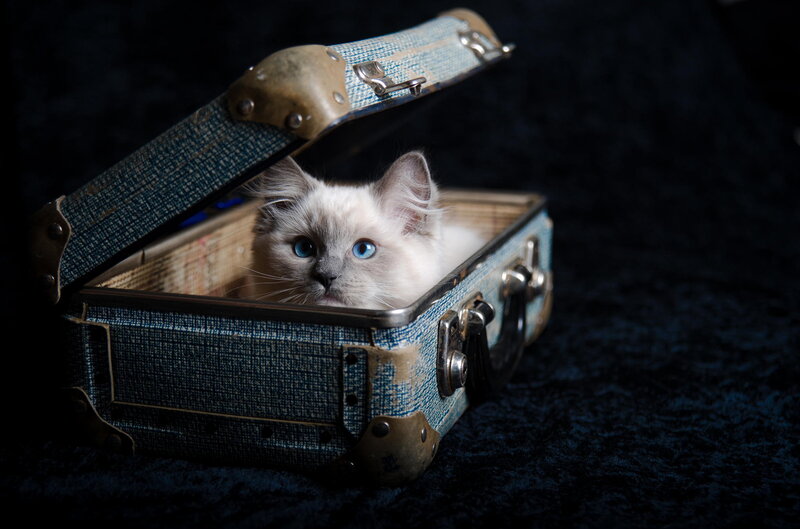 Blue-eyed Kitten in Suitcase
