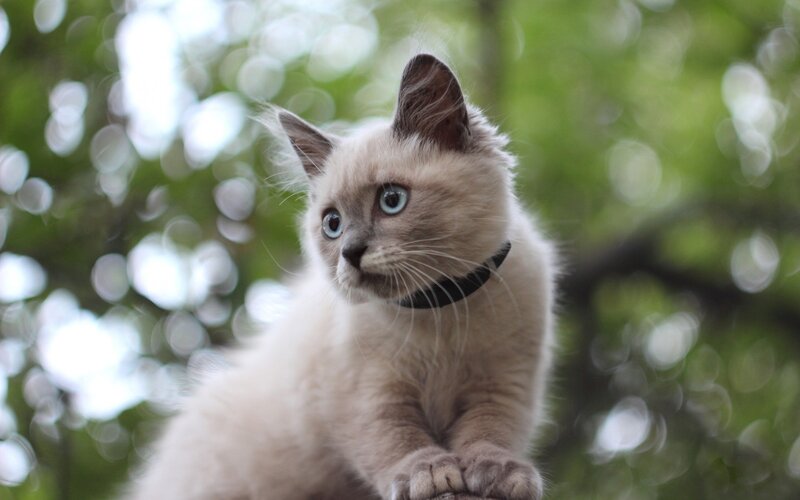 blue-eyed kitten in tree