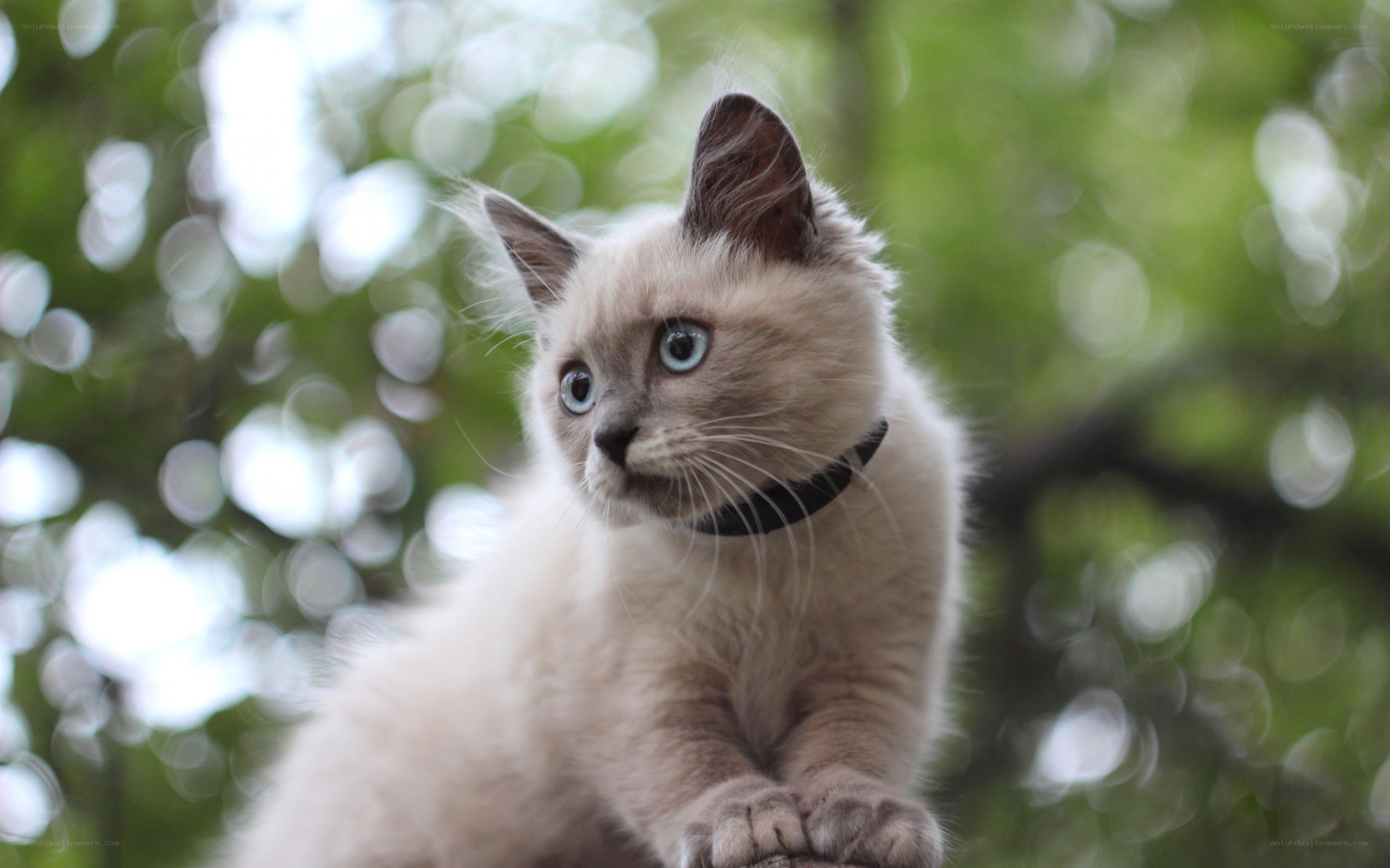 blue-eyed kitten in tree