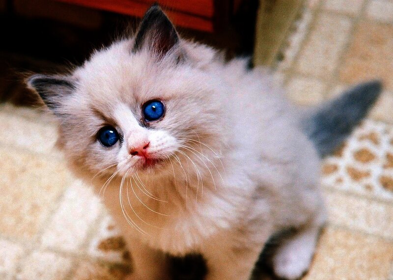 blue-eyed kitten looking up