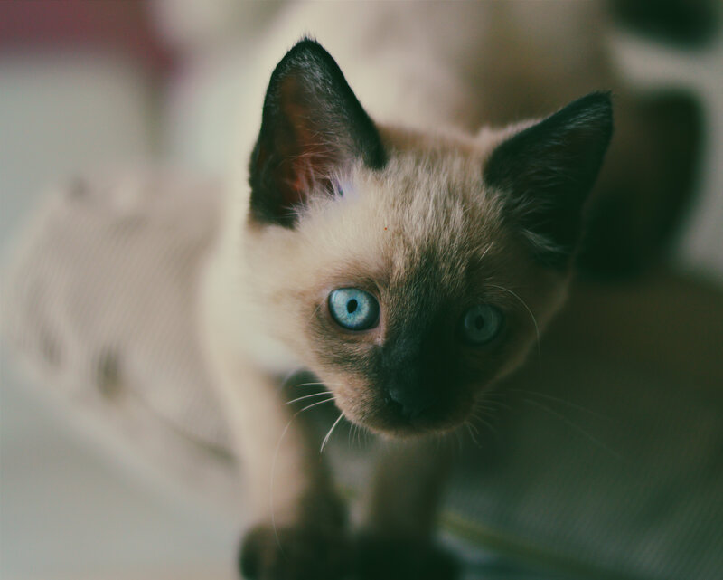 blue-eyed kitten looking up