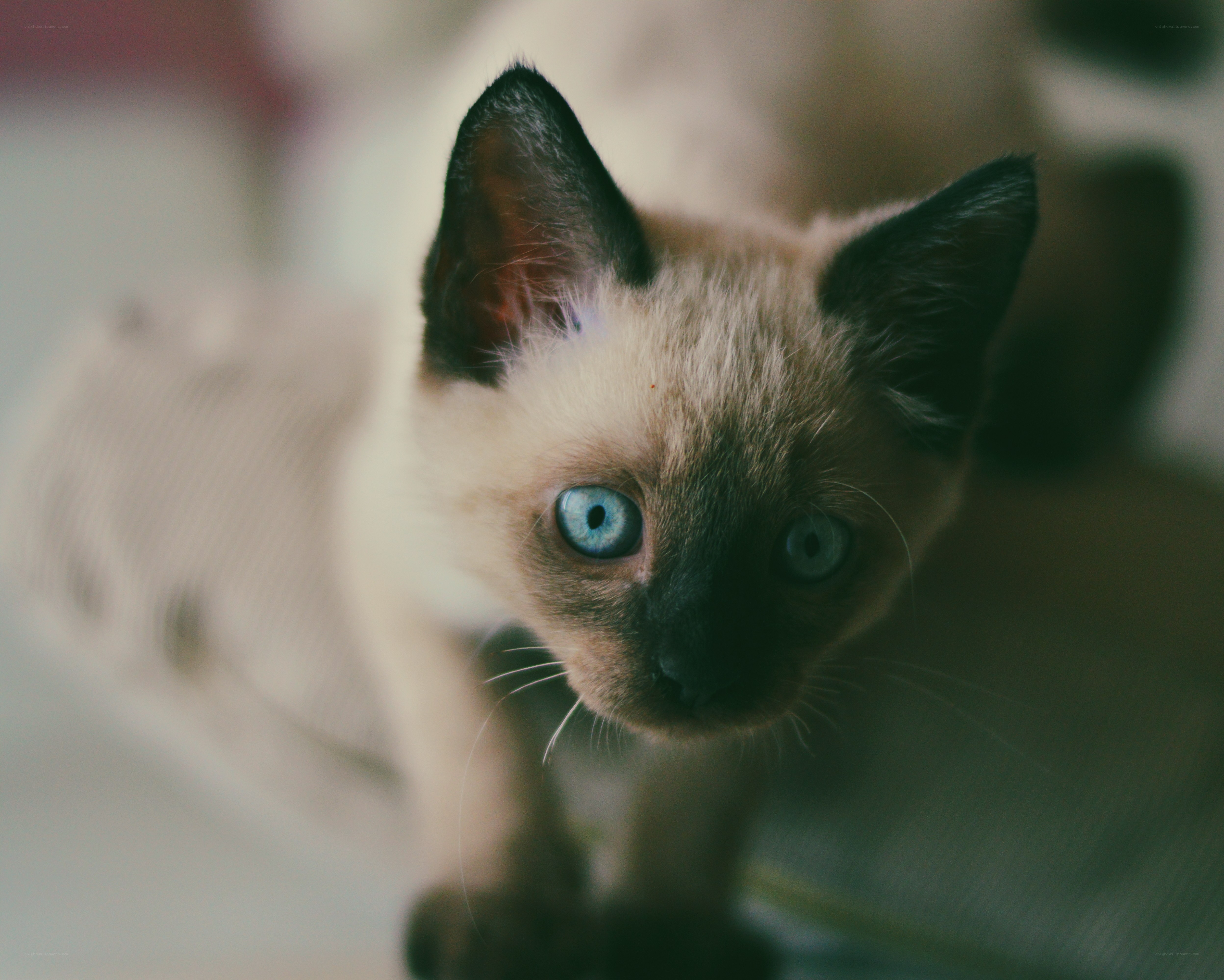 blue-eyed kitten looking up