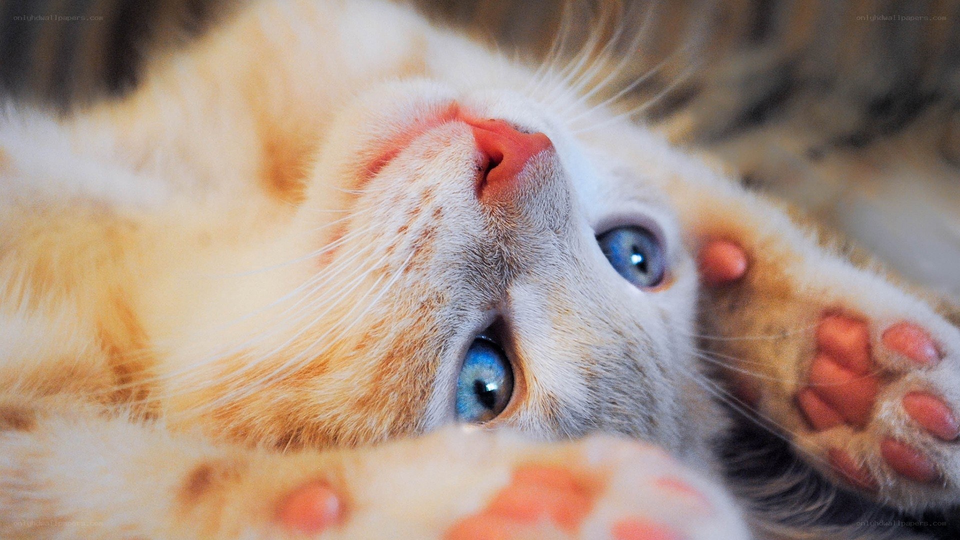 blue-eyed kitten lying on back