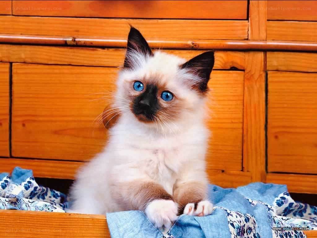 blue-eyed kitten on blanket