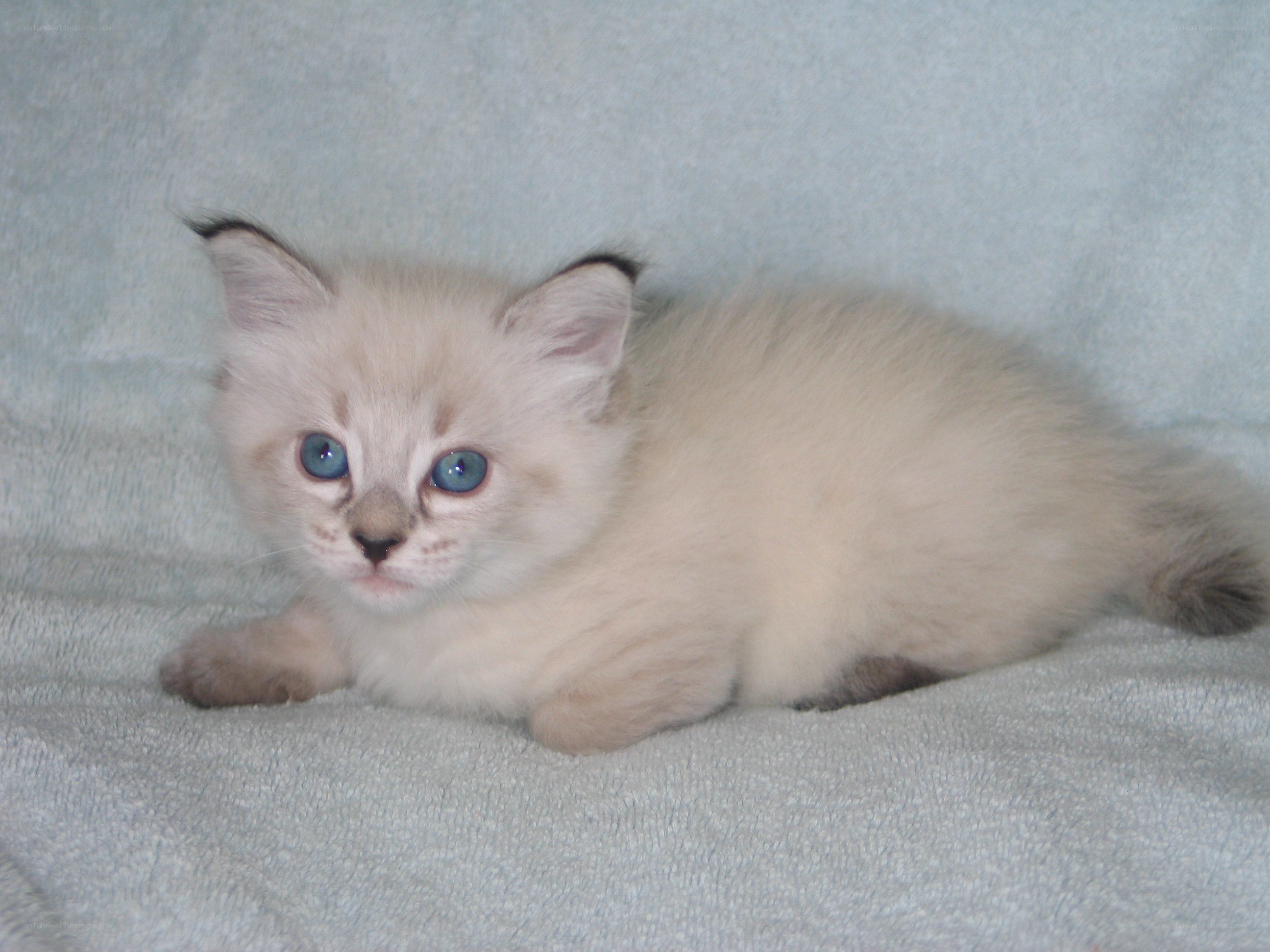 blue-eyed kitten on blanket